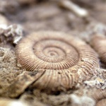 fossil